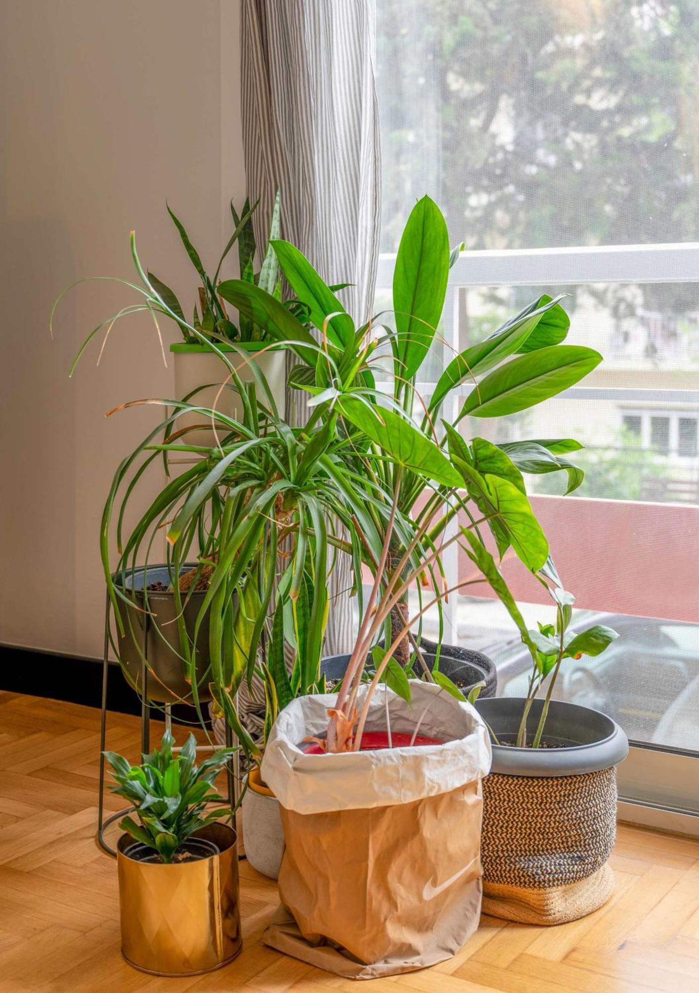 雅典O&O Group Stylish Jungle Retreat Kolonaki Center公寓 外观 照片